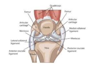 knee meniscus internal